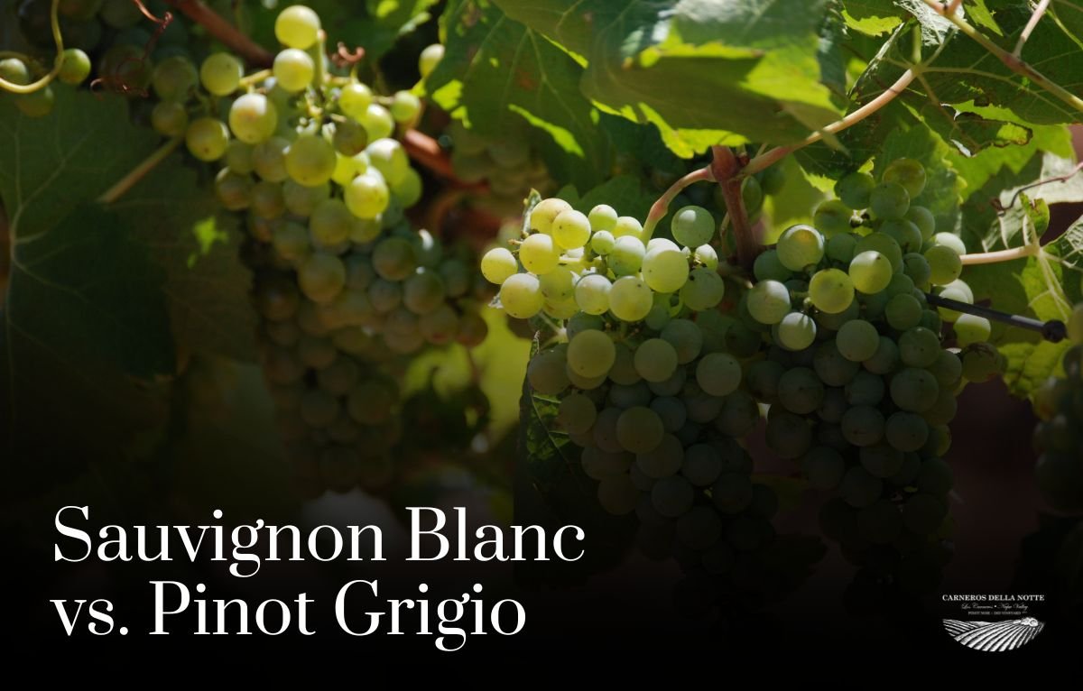 Sauvignon Blanc vs Pinot Grigio